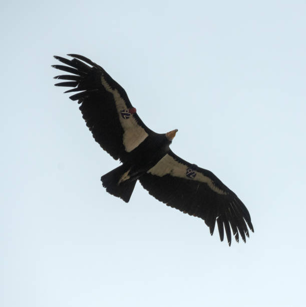istock Condor Flies Overhead Against A White Sky 1397773711
