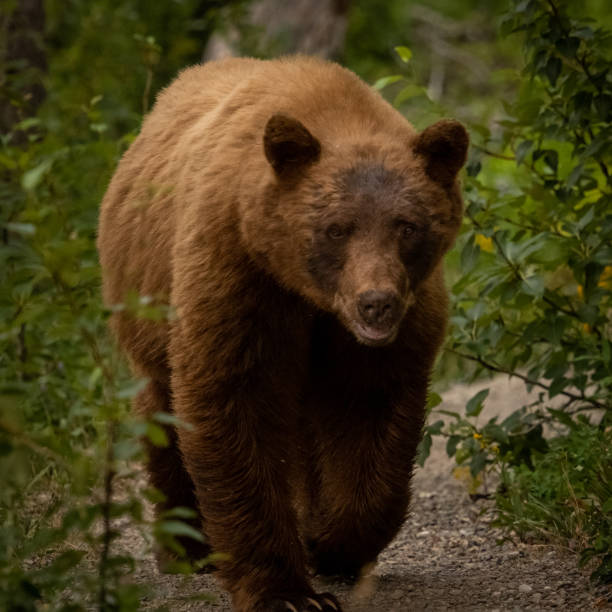 istock Large Cinnamon Black Bear Walking Down Trail Looks At Camera 1397774350