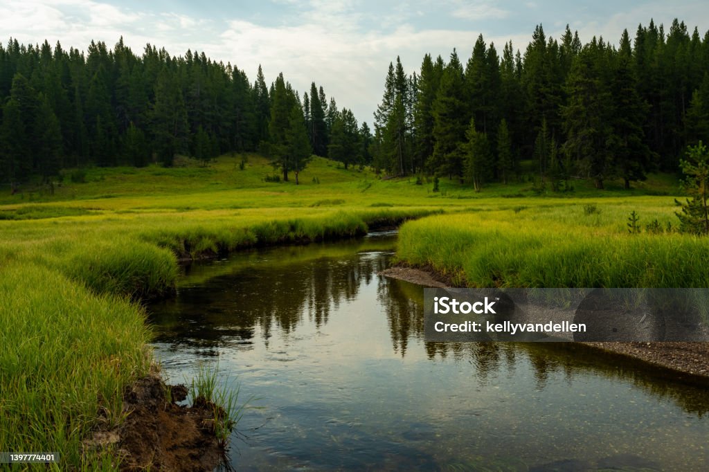 Lazy Creek Through Meadow Near Wrangler Lake Lazy Creek Through Meadow Near Wrangler Lake in Yellowstone National Park Agricultural Field Stock Photo