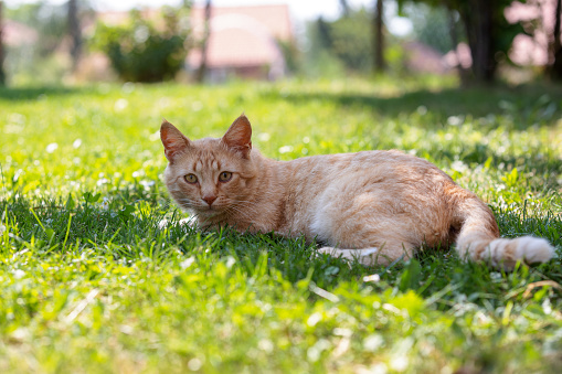 Domestic cat enjoy spring sun in the backyard