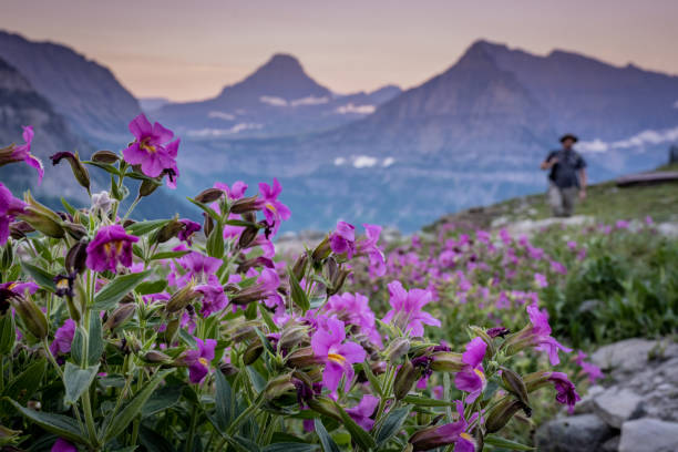 Lewis Monkeyflowers Bloom Along Highline Trail With Hiker In The Background Lewis Monkeyflowers Bloom Along Highline Trail With Hiker In The Background along the Highline Trail monkey flower mimulus guttatus stock pictures, royalty-free photos & images