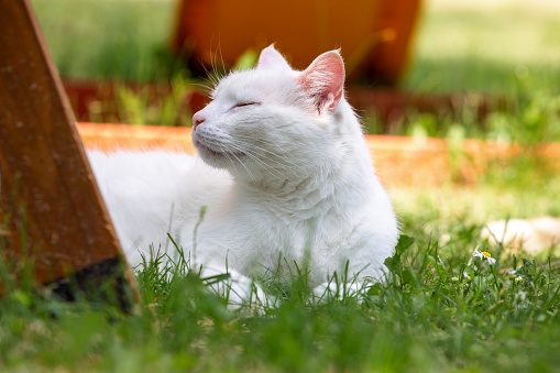 Domestic cat enjoy spring sun in the backyard