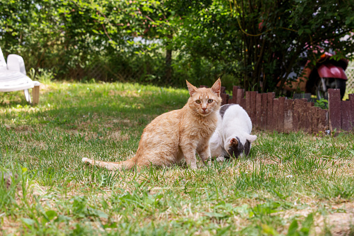 Domestic cats enjoy sunny day in the backyard.