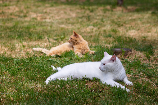 rabbit and kitten in the sun enjoying the fresh air and lying on the lovly green grass