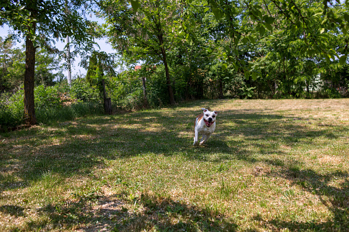 Happy dog running at the backyard.