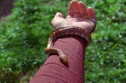 maize snake lying on the hand against the background of green grass