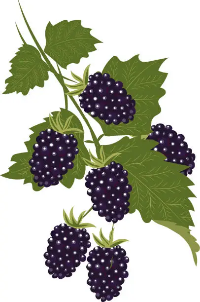 Vector illustration of High quality vector image. Blackberry branch with leaves. Black berries.