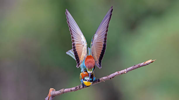 istock European bee eaters. 1397777761