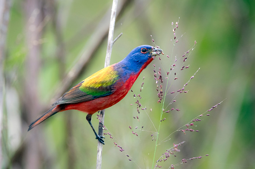 Colorful painted bunting on perch