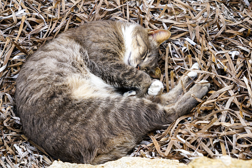 A beautiful homeless cat sleeps in a dry seagrass by the sea in Paphos, Cyprus