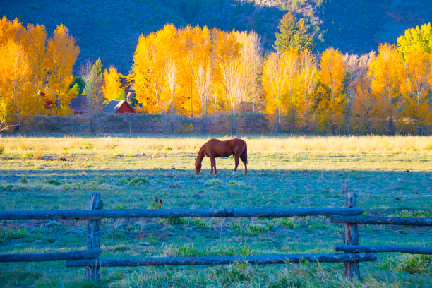 istock Horse with fall aspens in the background-Basalt Colorado 1397778968