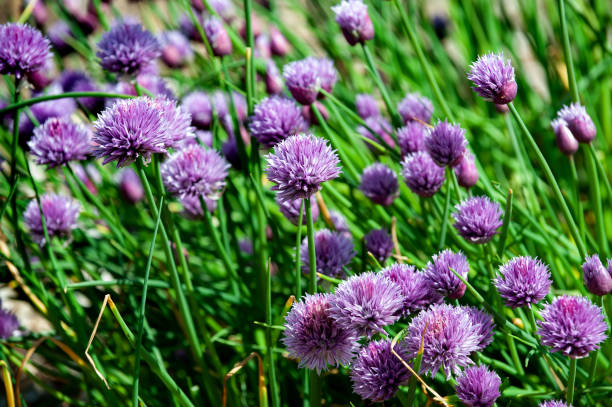 istock chives blossom in the garden 1397779042