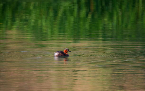 pato zampullín pequeño, tachybaptus ruficollis, en plumaje de cría - waterland fotografías e imágenes de stock