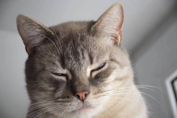 istock A cream-colored cat with blue eyes is napping and resting 1397780086