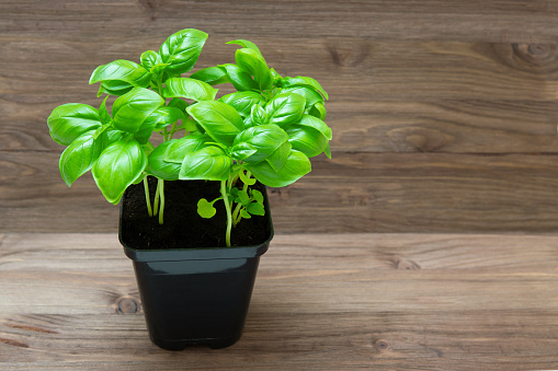 Closeup of a sweet basil in a black container on a wooden background.