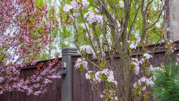 istock Two different types of cherry blossoms bloom side by side. Selective focus. Sakura garden. Gourgeous cherry trees. 1397780290