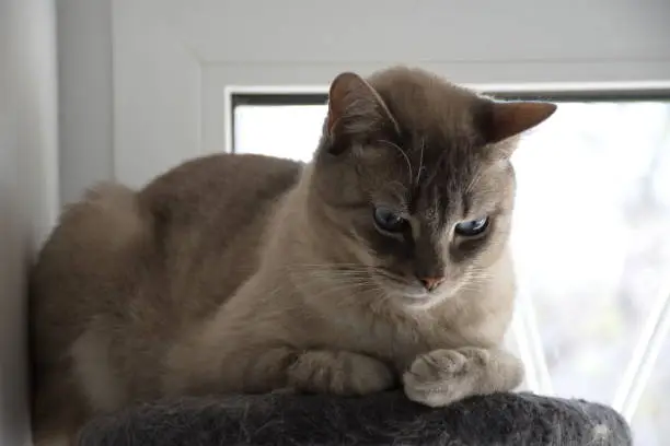 Photo of A cream-colored cat with blue eyes is napping and resting