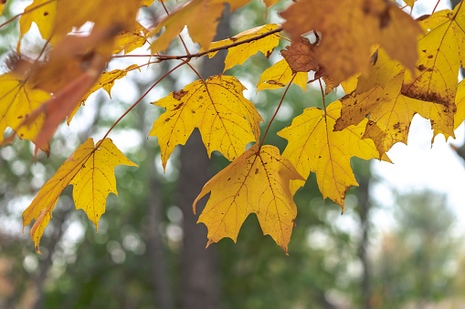 A close up background image of yellow maple leaves on a branch in a forest in the autumn or fall season.