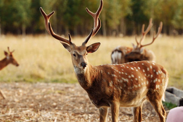 istock A deer with brown spotted fur is watching the field. 1397780808