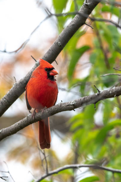 A closeup wildlife bird photograph of an adult male Northern Cardinal perched on a tree branch in the forest in the Midwest. stock photo