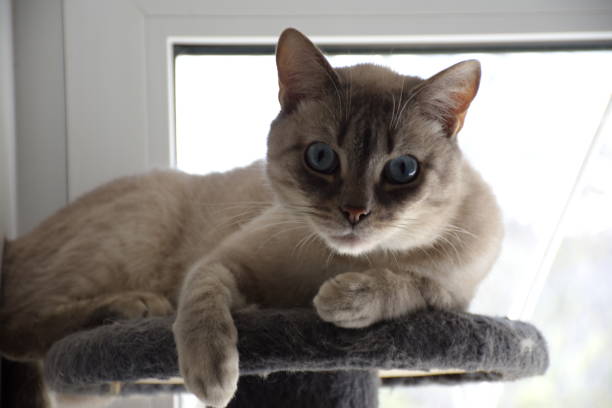 istock A cream-colored cat with blue eyes is napping and resting 1397781280