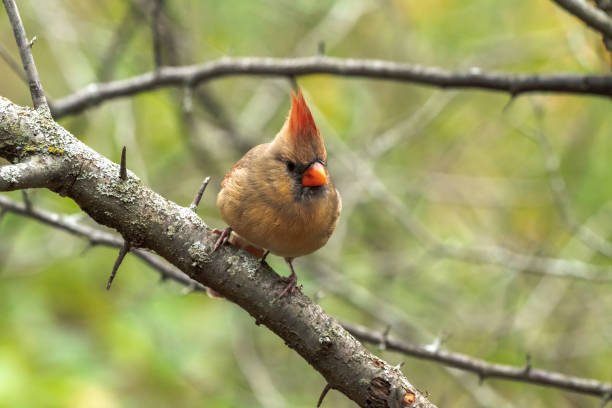 A closeup wildlife bird photograph of an adult female Northern Cardinal perched on a tree branch in the forest in the Midwest. stock photo