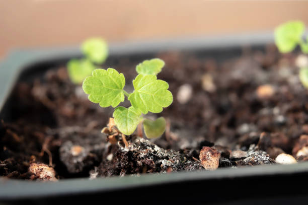 istock Little catnip seedling in pot with soil, close up. 1397781309