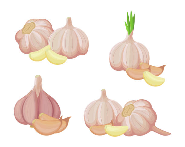stockillustraties, clipart, cartoons en iconen met set of fresh garlic in cartoon style. vector illustration of vegetables large and small sizes, peeled and unpeeled, whole and cloves on white background. - knoflook