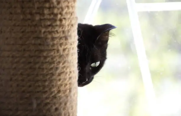 Photo of A black cat looks with surprise with green eyes on a dark background