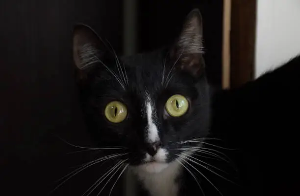 Photo of A black cat looks with surprise with green eyes on a dark background