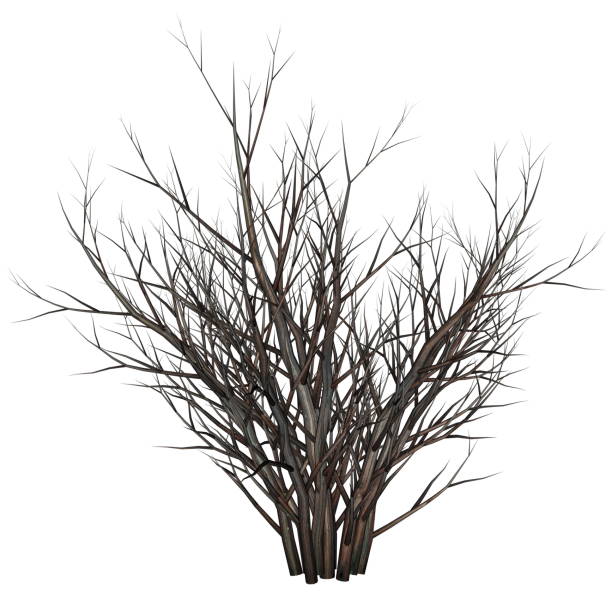 Dead tree bush by night - 3D render stock photo