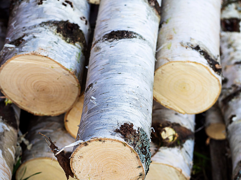 Sawn birch trunks. Logging concept, saving energy.