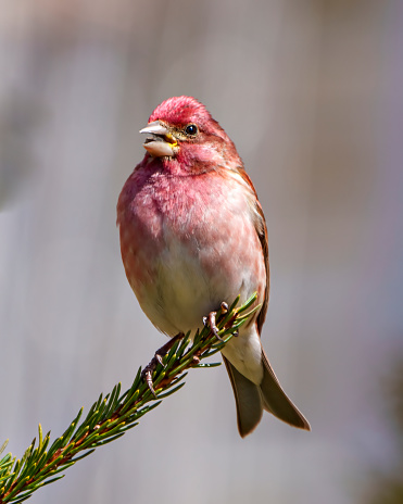 Finch male close-up profile view, perched on a branch displaying red colour plumage with a blur background in its environment and habitat surrounding.