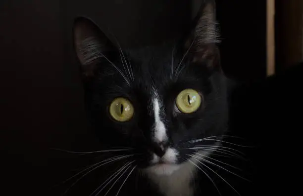 Photo of A black cat looks with surprise with green eyes on a dark background