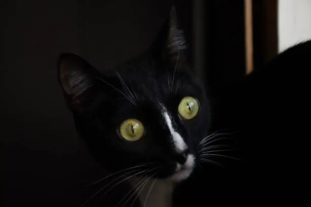 Photo of A black cat looks with surprise with green eyes on a dark background