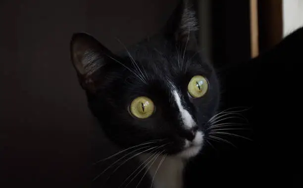 Photo of A black cat looks with surprise with green eyes on a dark background
