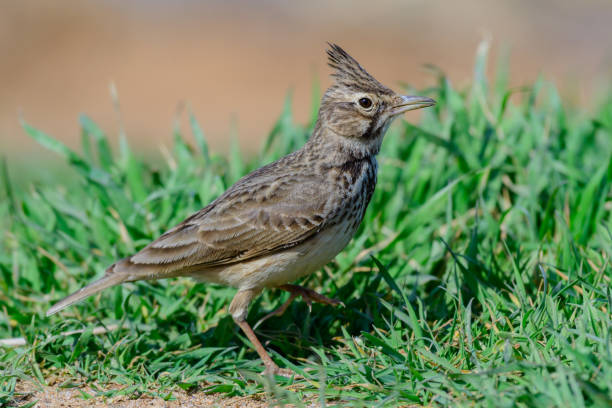 istock Common crested lark in the wild. Galerida cristata 1397783093