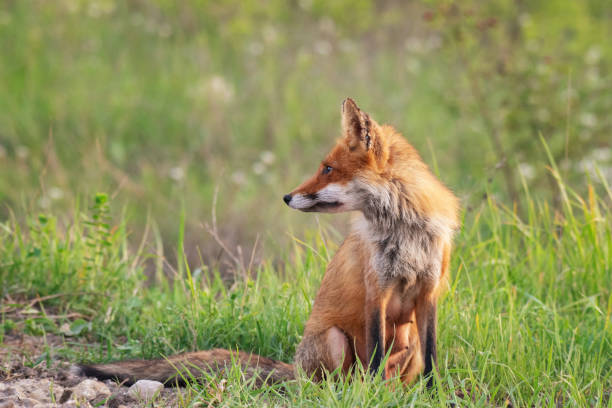 istock Red fox Vulpes vulpes in the habitat 1397783114