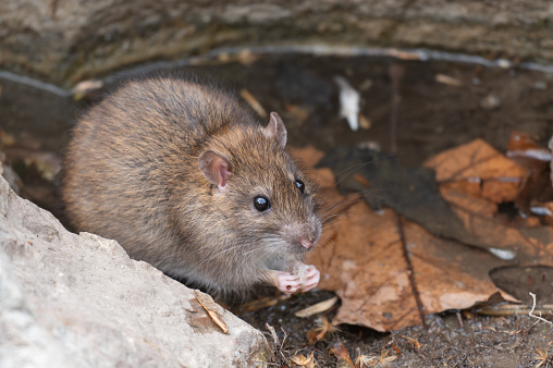 Watchful brown rat Rattus norvegicus. A rat holds bread in its paws.