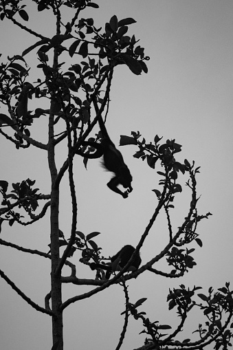 Several monkeys in a tree, one of which is hanging upside down and inspecting something.
