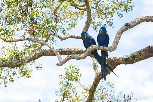 Blue Macaw couple photographed in the Pantanal, Mato Grosso do Sul