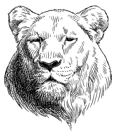 Hand drawing of lion's head