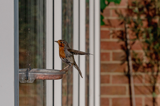 Robin, erithacus rubecula, feeding from a urban garden window suet feeder