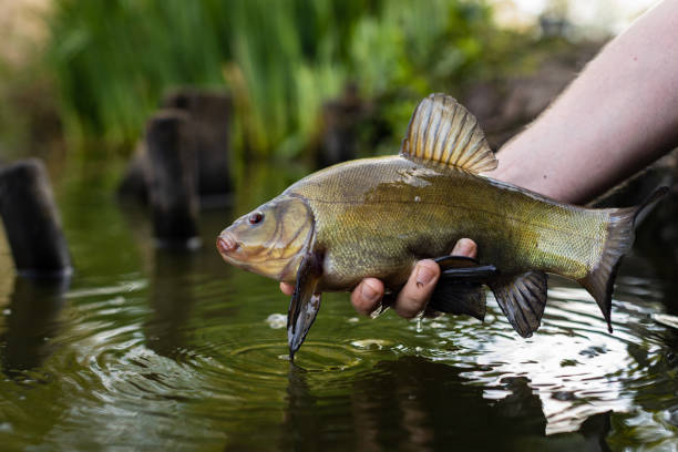 Tench Study Study of a tench (tinca tinca) being released by an angler tinca tinca stock pictures, royalty-free photos & images