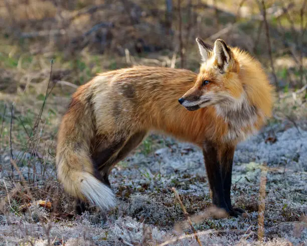 Red fox close-up side view standing on moss with a blur forest background in its environment and habitat displaying bushy tail, fox fur. Fox image. Picture. Portrait.