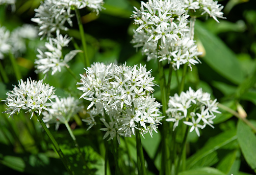 White Flowers of Ramsons or Wild Garlic Plant Allium ursinum