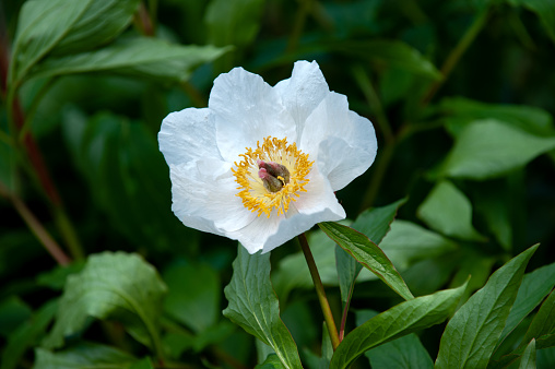 The Japanese autumn anemone is a species of the anemone genus within the buttercup family. It is used in the temperate areas as an ornamental plant in parks and gardens or as a cut flower