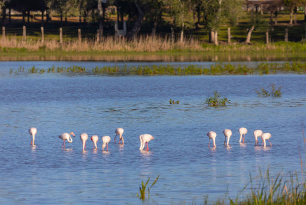 Greater Flamingoes, Phoenicopterus roseus, filter feeding, Spain. stock photo
