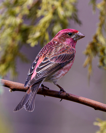 Purple Finch close-up profile view, perched on a branch displaying red colour plumage with a coniferous branch background in its environment and habitat surrounding. Finch Picture.