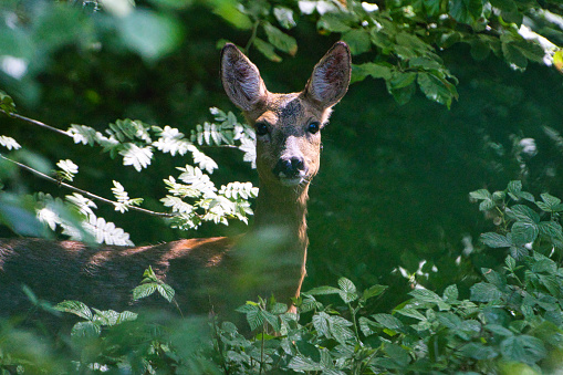 a deer doe in a forest close by a city